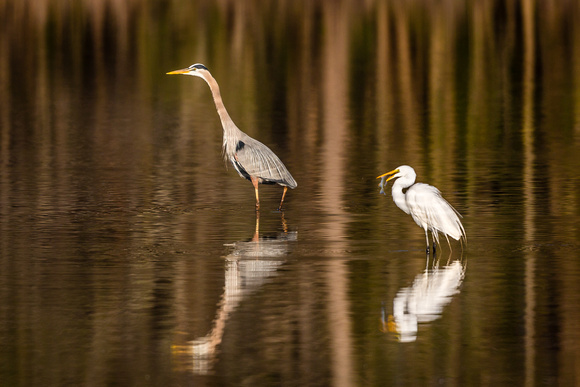 Great Egret and Great Blue Heron