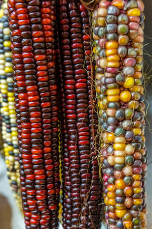 Indian Corn